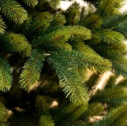 RSグローバル トレード社 シュヴァルツヴァルトクリスマスツリー